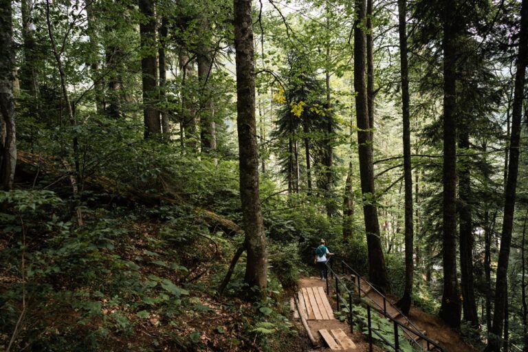 Randonnée en forêt